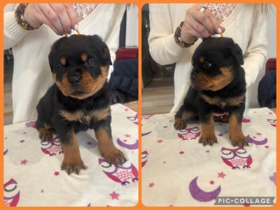 Les chiots de Rottweiler