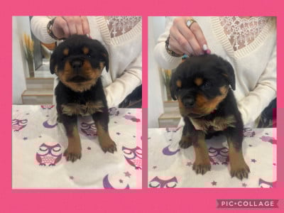 Les chiots de Rottweiler