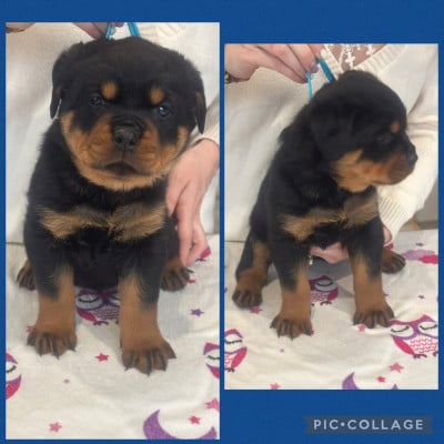 Les chiots de Rottweiler