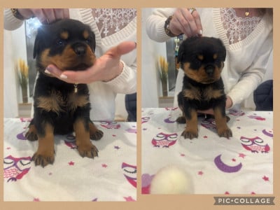 Les chiots de Rottweiler