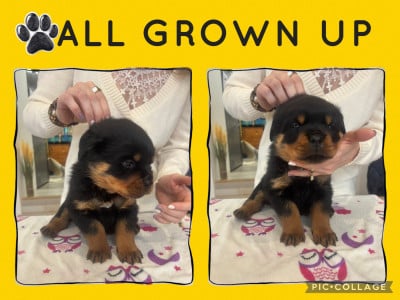 Les chiots de Rottweiler