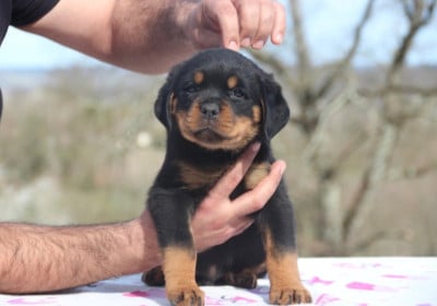 Les chiots de Rottweiler