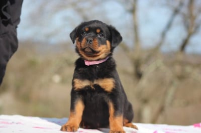 Les chiots de Rottweiler