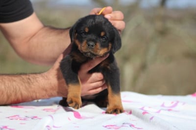 Les chiots de Rottweiler