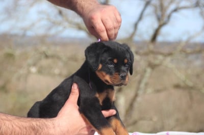 Les chiots de Rottweiler