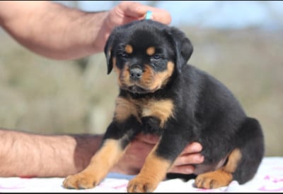 Les chiots de Rottweiler