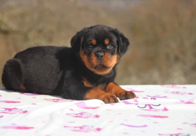 Les chiots de Rottweiler