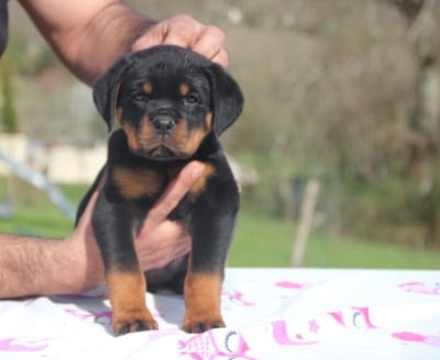 Les chiots de Rottweiler