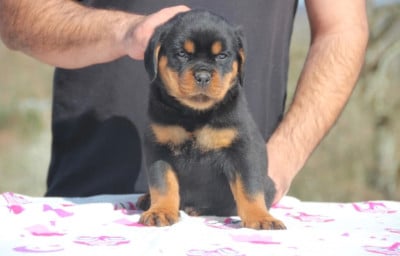Les chiots de Rottweiler