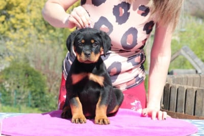 Les chiots de Rottweiler