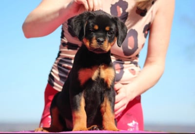 Les chiots de Rottweiler