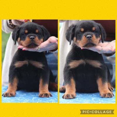 Les chiots de Rottweiler