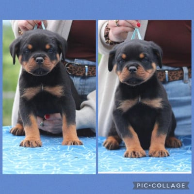 Les chiots de Rottweiler