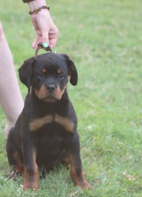 Les chiots de Rottweiler