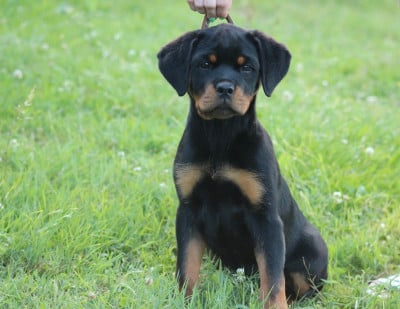 Les chiots de Rottweiler