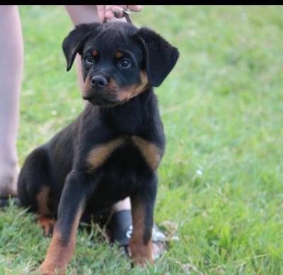 Les chiots de Rottweiler