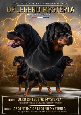 Rottweiler
