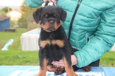 Les chiots de Rottweiler