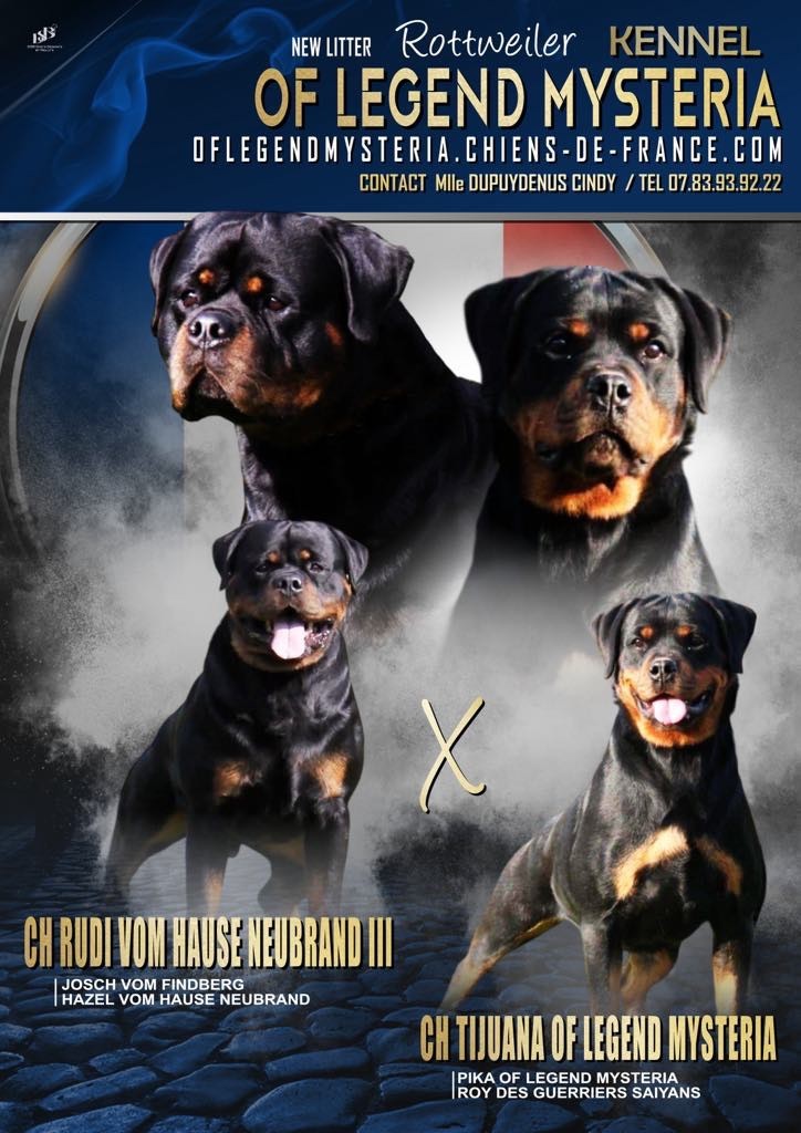 Chiot Rottweiler - CHIOT Of Legend Mysteria