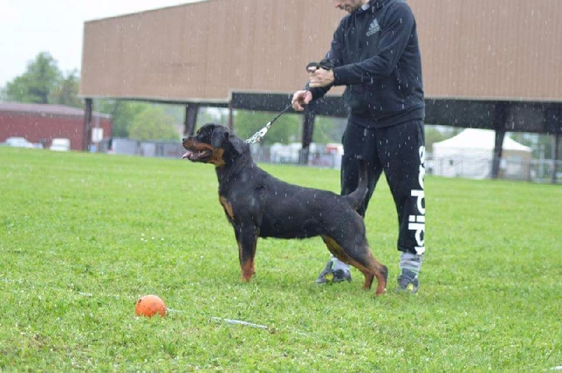 J.ch lola Of Legend Mysteria - V1 +Best young ( jeune championne de france)