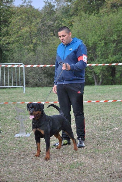 J.ch lola Of Legend Mysteria - V1 classe intermédiaire