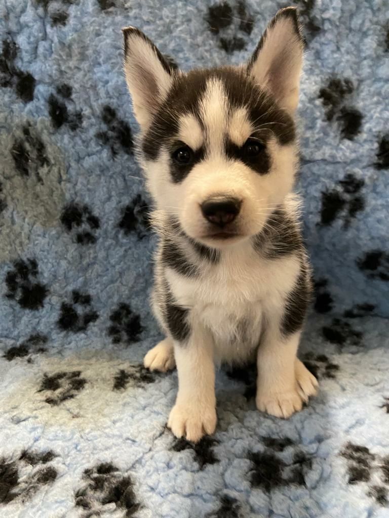 Chiot Siberian Husky, REINE O', femelle disponible en