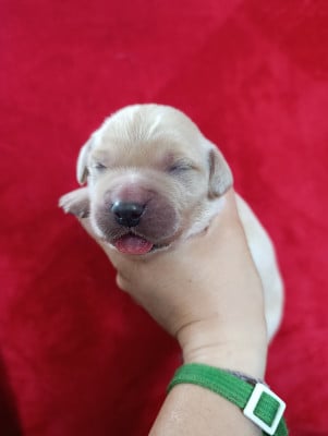 Les chiots de Golden Retriever