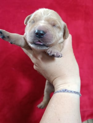 Les chiots de Golden Retriever