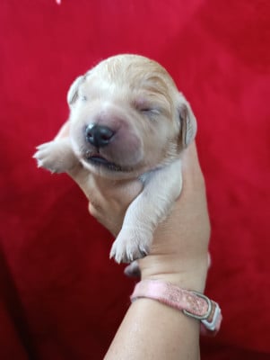 Les chiots de Golden Retriever