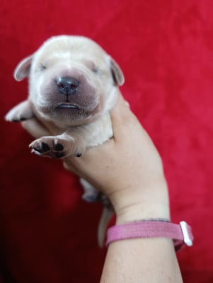 Les chiots de Golden Retriever