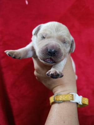 Les chiots de Golden Retriever