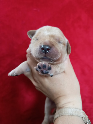 Les chiots de Golden Retriever