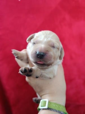 Les chiots de Golden Retriever