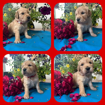 Les chiots de Golden Retriever