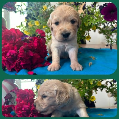 Les chiots de Golden Retriever