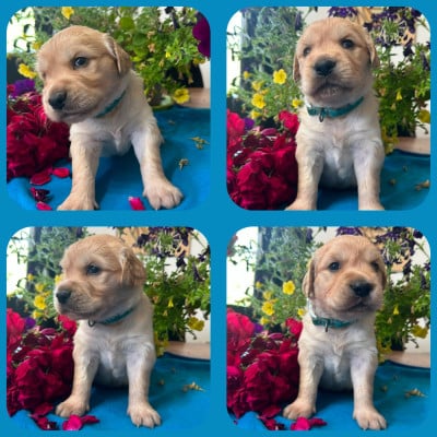 Les chiots de Golden Retriever