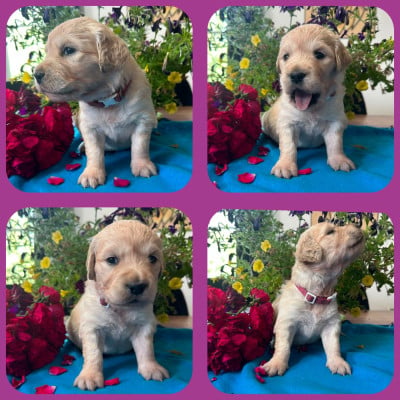 Les chiots de Golden Retriever