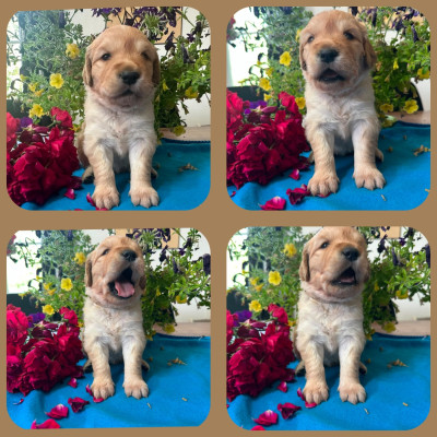 Les chiots de Golden Retriever