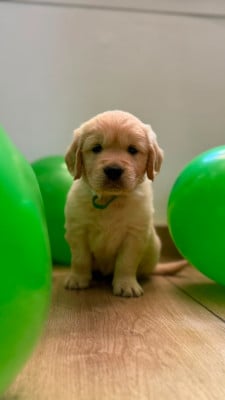 Les chiots de Golden Retriever
