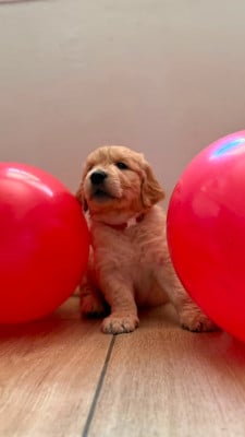 Les chiots de Golden Retriever