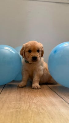 Les chiots de Golden Retriever
