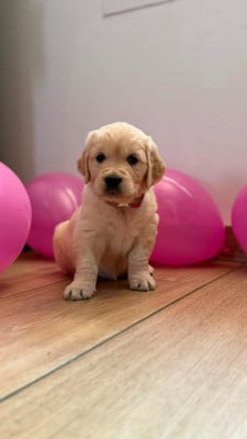 Les chiots de Golden Retriever