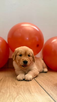 Les chiots de Golden Retriever