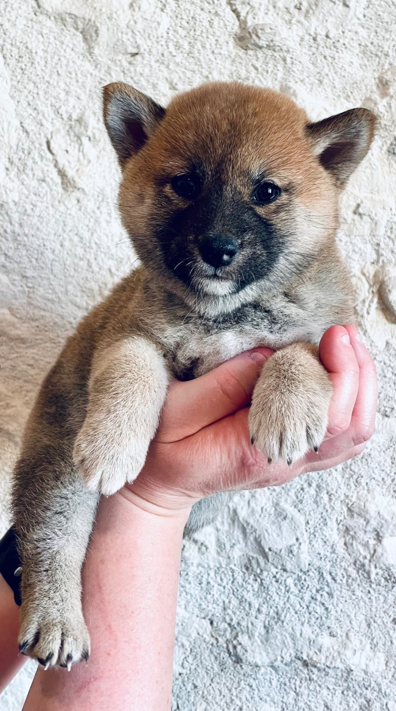 Shiba - Du Jardin De Chinzan So