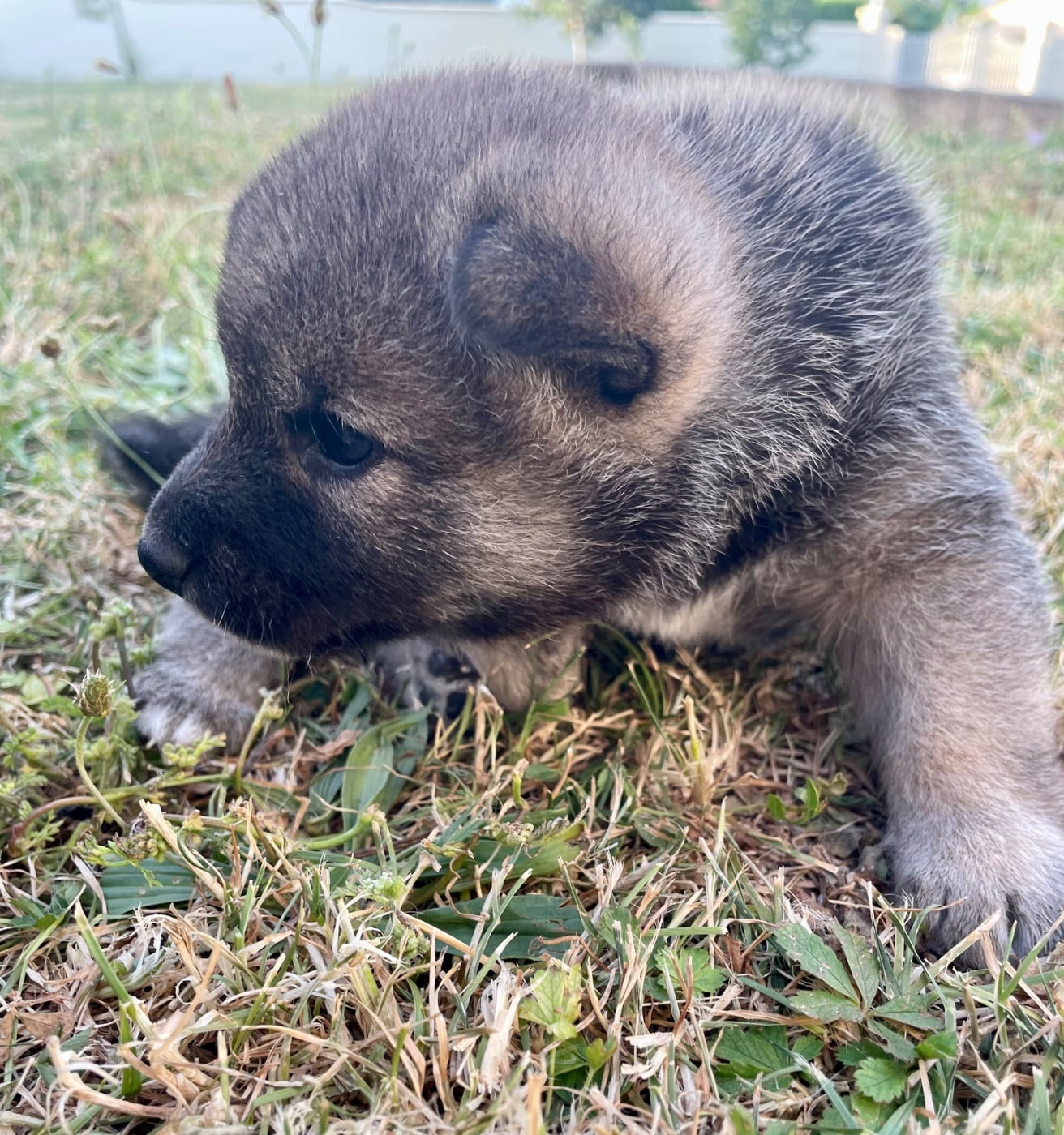 Coeur roux - Shiba