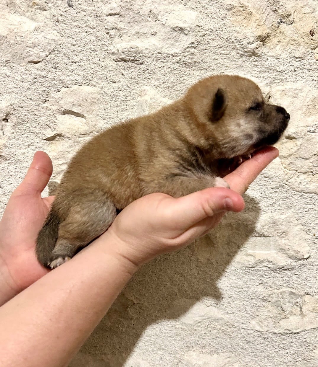 Miss Châtelaine