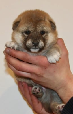 Les chiots de Shiba