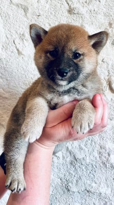 Les chiots de Shiba