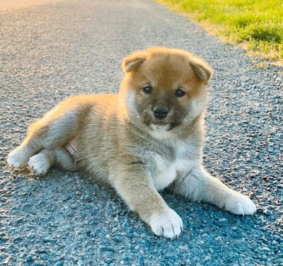 Les chiots de Shiba
