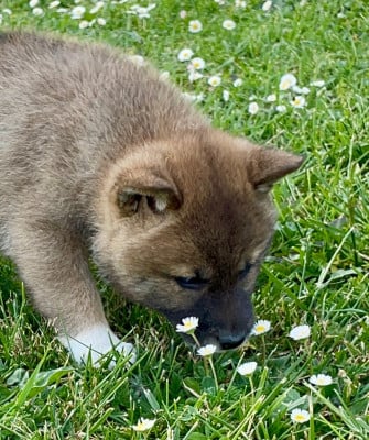 Les chiots de Shiba